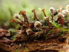 Trichia crateriformis