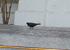 Columba livia domestica