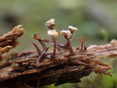 Trichia crateriformis