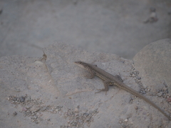 Eremias multiocellata