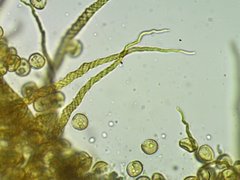 Trichia crateriformis