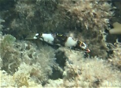 Halichoeres hortulanus