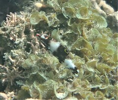 Halichoeres hortulanus