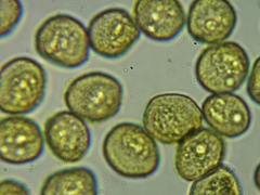 Trichia crateriformis