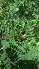 Astragalus canadensis
