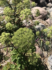Angelica archangelica litoralis