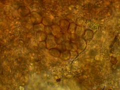 Trichia crateriformis