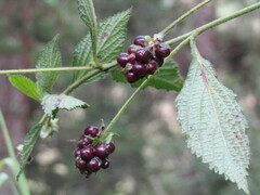 Lantana rugosa