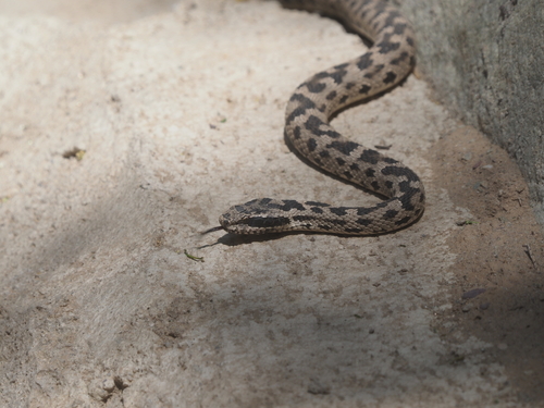 Alashan pitviper