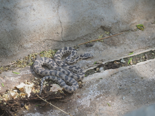 Alashan pitviper