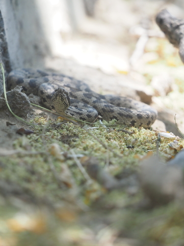Alashan pitviper