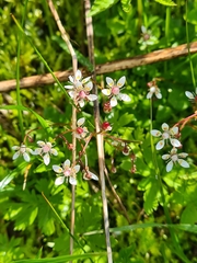 Micranthes stellaris