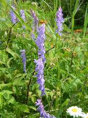 Vicia cracca cracca