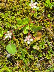 Micranthes stellaris