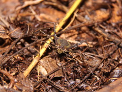 Geraeocormobius sylvarum