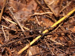 Geraeocormobius sylvarum