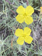 Oenothera grandis