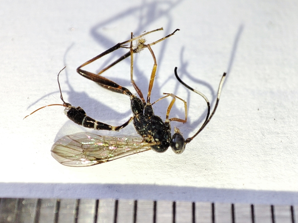 Picardiella melanoleuca