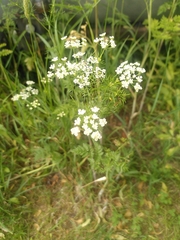 Chaerophyllum bulbosum
