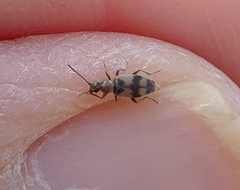 Notoxus calcaratus
