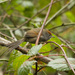 Spix's Spinetail - Photo (c) Nicolas Olejnik, some rights reserved (CC BY-NC), uploaded by Nicolas Olejnik