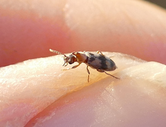 Notoxus calcaratus