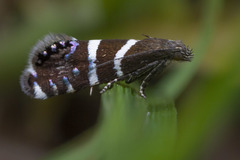 Glyphipterigidae