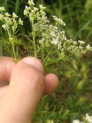 Chaerophyllum bulbosum