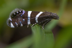 Glyphipterigidae