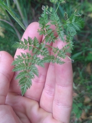 Chaerophyllum bulbosum