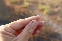 Notoxus calcaratus