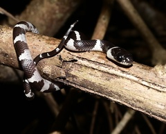 Tropidodipsas fasciata