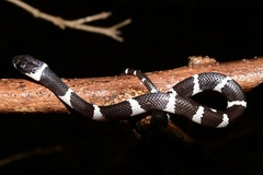 Tropidodipsas fasciata
