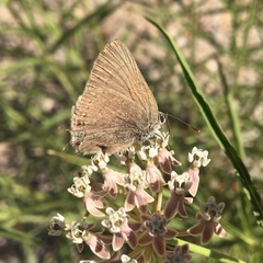 Satyrium tetra
