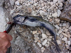 Pylodictis olivaris