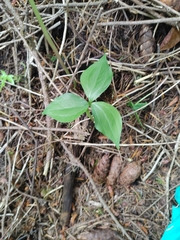 Trillium ovatum