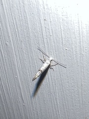 Argyresthia oreasella