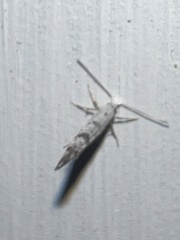 Argyresthia oreasella