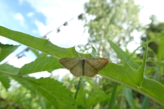 Idaea pallidata