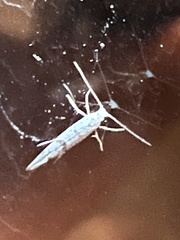 Argyresthia oreasella