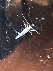 Argyresthia oreasella