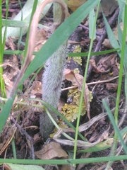 Chaerophyllum bulbosum