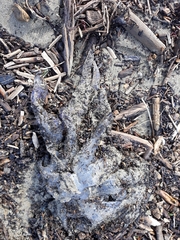 Rhizostoma pulmo