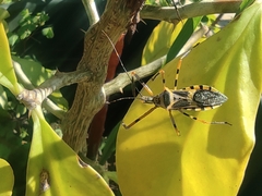 Armillatus