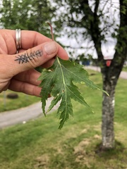 Betula pendula dalecarlica
