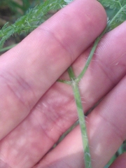 Chaerophyllum bulbosum