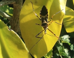 Armillatus