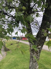 Betula pendula dalecarlica
