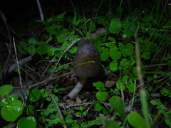 Coprinopsis alopecia
