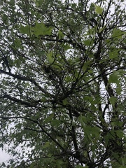 Betula pendula dalecarlica